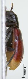              Diabrotica tricolor Jacoby, homoparalectotype, USNM, male,   habitus, lateral view       