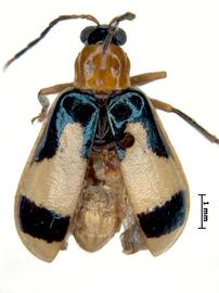              Diabrotica trifurcata Jacoby, habitus, dorsal   view       