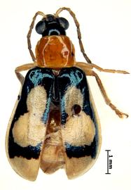              Diabrotica trifurcata Jacoby, habitus, dorsal   view       