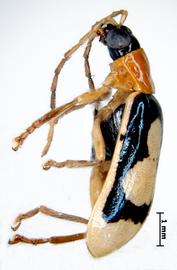              Diabrotica trifurcata Jacoby, habitus, lateral   view       