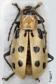              Diabrotica undecimpunctata duodecimnotata Harold,   habitus, dorsal view       