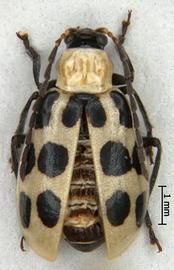              Diabrotica undecimpunctata undecimpunctata Mannerheim, habitus, dorsal   view       