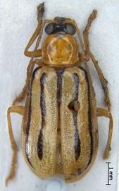              Diabrotica underwoodi Bowditch, lectotype, male,   habitus, dorsal view       