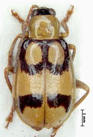   Diabrotica costaricensis  Derunkov, Prado, Tishechkin, Konstantinov, holotype, male, habitus, dorsal view 