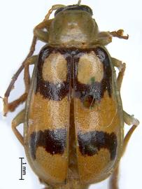   Diabrotica costaricensis  Derunkov, Prado, Tishechkin, Konstantinov, paratype, male, habitus, dorsal view 