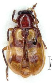              Diabrotica variegata Jacoby, lectotype, male, habitus,   dorsal view       