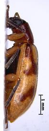              Diabrotica variegata Jacoby, lectotype, habitus, lateral   view       