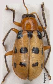              Diabrotica venancia Bechyné, paratype, male, habitus,   dorsal view       