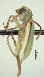              Diabrotica virescens hausteca Krysan&Smith, holotype, habitus, lateral   view       