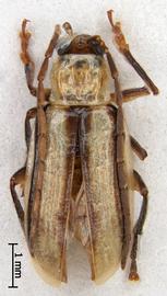              Diabrotica virgifera virgifera LeConte, habitus, dorsal   view       