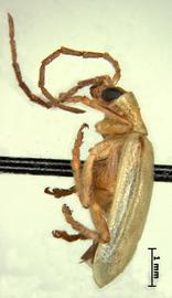              Diabrotica virgifera zeae Krysan&Smith,   holotype, habitus, lateral view       