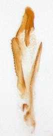              Diabrotica virgifera zeae Krysan&Smith, internal sac, lateral view at   right       