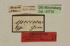              Galeruca speciosa Germar, lectotype, labels       