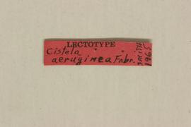              Cistela aeruginea Fabricius, lectotype,   labels       