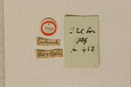              Diabrotica albosignata Baly, lectotype, labels,   underside       