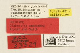              Diabrotica amecameca Krysan & Smith, holotype   labels       