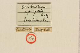              Diabrotica apicalis Baly, lectotype, labels       