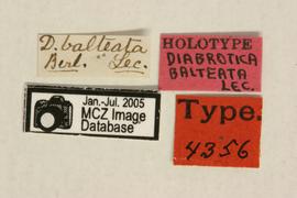              Diabrotica balteata LeConte, holotype   labels       