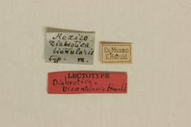              Diabrotica biannularis Harold, lectotype, labels       