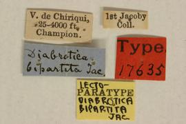              Diabrotica bipartita Jacoby, paralectotype, MCZ,   labels       