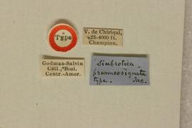              Diabrotica brunneosignata Jacoby, holotype,   labels       