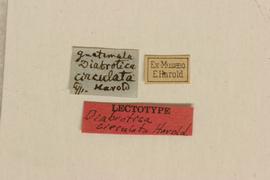              Diabrotica circulata Harold, lectotype, labels       