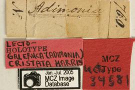              Diabrotica cristata (Harris), lectotype,   labels       