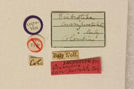              Diabrotica curvipustulata Baly, lectotype,   labels       