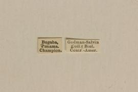   Diabrotica waltersi  Derunkov, Prado, Tishechkin, Konstantinov, holotype, labels 