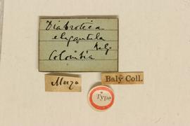              Diabrotica elegantula Baly, lectotype, labels       