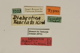              Diabrotica fasciata Kirsch, lectotype, labels       