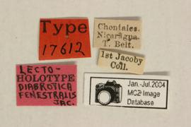              Diabrotica fenestralis Jacoby, lectotype,   labels       