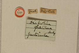              Diabrotica fraterna Baly, lectotype,   labels       