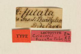              Diabrotica fucata (Fabricius), lectotype,   labels       