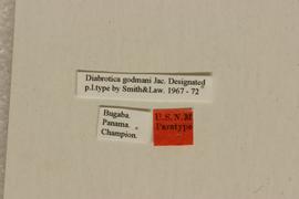   Diabrotica mitteri  Derunkov, Prado, Tishechkin, Konstantinov, holotype, labels 