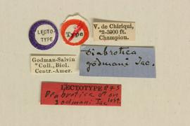              Diabrotica godmani Jacoby, lectotype, labels       