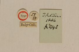              Diabrotica graminea Baly, lectotype, labels, underside       