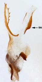              Diabrotica piceonotata Jacoby, internal sac, lateral   view at left       