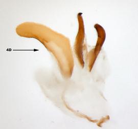              Diabrotica chontalensis Jacoby, internal sac, ventral   view       