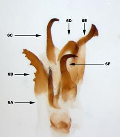              Diabrotica curvilineata Jacoby, internal sac, ventral   view       