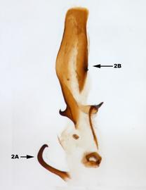              Diabrotica flaviventris Jacoby, paralectotype, internal   sac, ventral view       