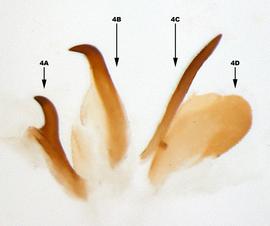              Diabrotica fucata (Fabricius), internal sac, ventral   view       