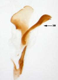              Diabrotica tricolor Jacoby, homoparalectotype, USNM,   internal sac, ventral view        