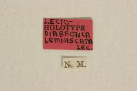              Diabrotica lemniscata LeConte, lectotype,   labels       