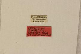              Diabrotica linensis Bechyné, lectotype,   labels       