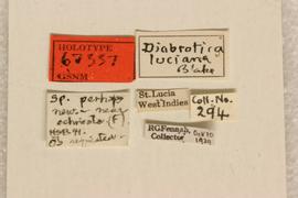              Diabrotica luciana Blake, holotype, labels       