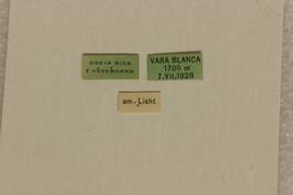   Diabrotica josephbalyi  Derunkov, Prado, Tishechkin, Konstantinov, holotype, labels 