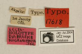              Diabrotica nigrovittata Jacoby, lectotype,   labels       