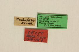              Diabrotica nummularis Harold, lectotype,   labels       