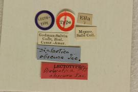              Diabrotica obscura Jacoby, lectotype, labels       